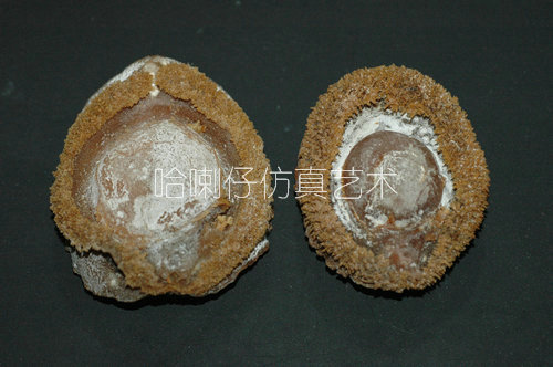 仿真鮑魚(yú)模型2