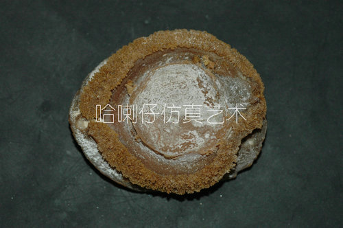 仿真鮑魚(yú)模型